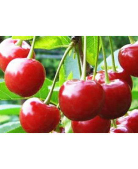 Вишня Молодежная Вишня Молодежная