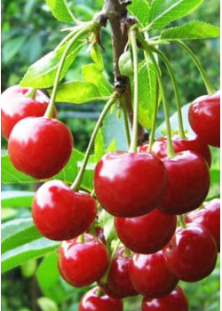 Вишня Молодежная