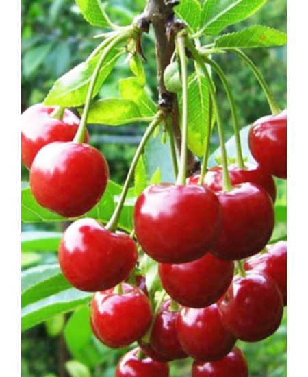 Вишня Молодежная Вишня Молодежная