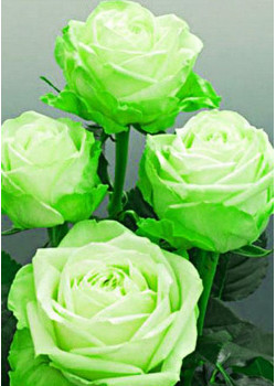 Роза чайно-гибридная Лимбо