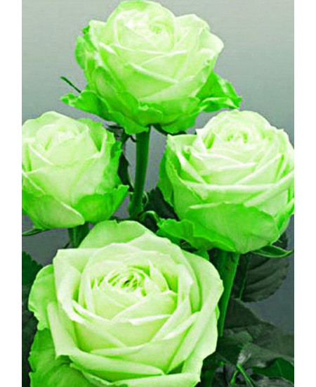 Роза чайно-гибридная Лимбо Роза чайно-гибридная Лимбо