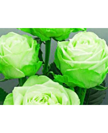 Роза чайно-гибридная Лимбо Роза чайно-гибридная Лимбо