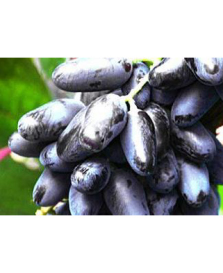 Виноград Байконур Виноград Байконур