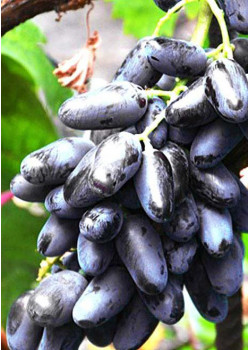 Виноград Байконур