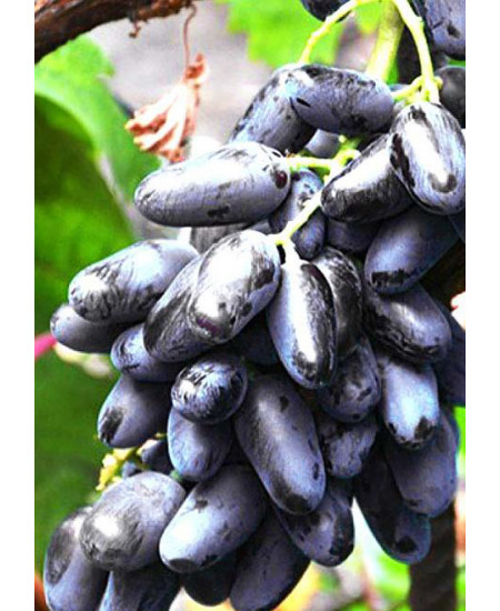 Виноград Байконур Виноград Байконур