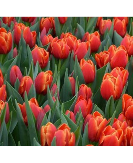 Тюльпан "Verandi" 3шт в упаковке (размер 11\12) Тюльпан "Verandi" 3шт в упаковке (размер 11\12)