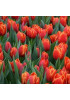 Тюльпан "Verandi" 3шт в упаковке (размер 11\12) Тюльпан "Verandi" 3шт в упаковке (размер 11\12)