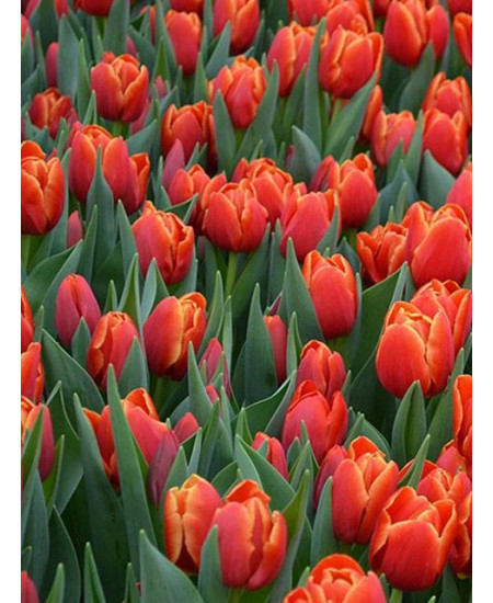 Тюльпан "Verandi" 3шт в упаковке (размер 11\12) Тюльпан "Verandi" 3шт в упаковке (размер 11\12)