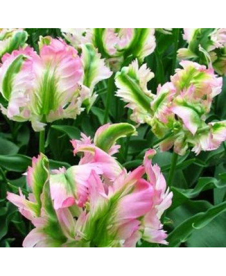 Тюльпан попугайный "Грин Вейв" (Green Wave) 3шт в упаковке (размер 12\+) Тюльпан попугайный "Грин Вейв" (Green Wave) 3шт в упаковке (размер 12\+)