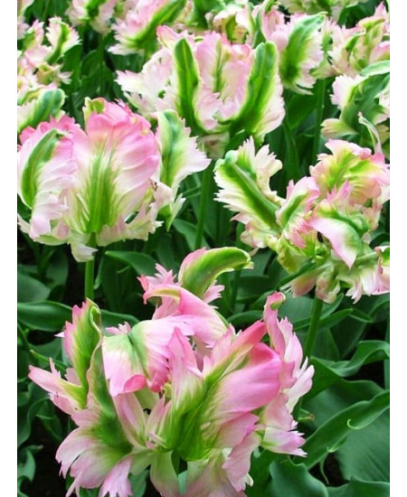 Тюльпан попугайный "Грин Вейв" (Green Wave) 3шт в упаковке (размер 12\+) Тюльпан попугайный "Грин Вейв" (Green Wave) 3шт в упаковке (размер 12\+)