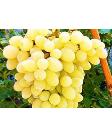 Виноград Августин Виноград Августин