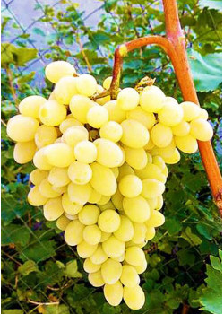 Виноград Августин