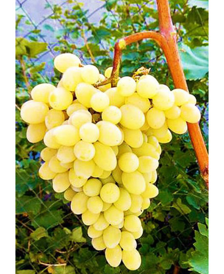 Виноград Августин Виноград Августин