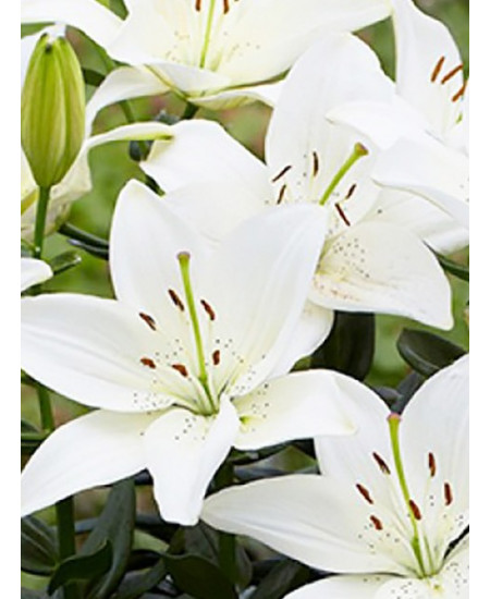 Лилия азиатская низкорослая "Инувик" (Inuvik) 3шт в упаковке (размер 12\14) Лилия азиатская низкорослая "Инувик" (Inuvik) 3шт в упаковке (размер 12\14)