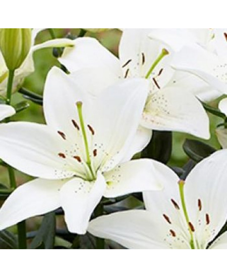 Лилия азиатская низкорослая "Инувик" (Inuvik) 3шт в упаковке (размер 12\14) Лилия азиатская низкорослая "Инувик" (Inuvik) 3шт в упаковке (размер 12\14)