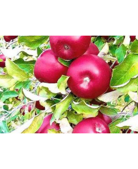 Яблоня Айдаред Яблоня Айдаред