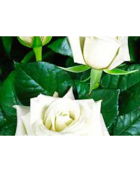 Роза чайно-гибридная Анастасия Роза чайно-гибридная Анастасия