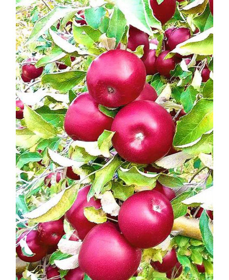 Яблоня Айдаред Яблоня Айдаред