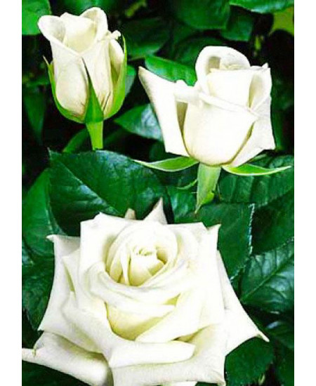 Роза чайно-гибридная Анастасия Роза чайно-гибридная Анастасия