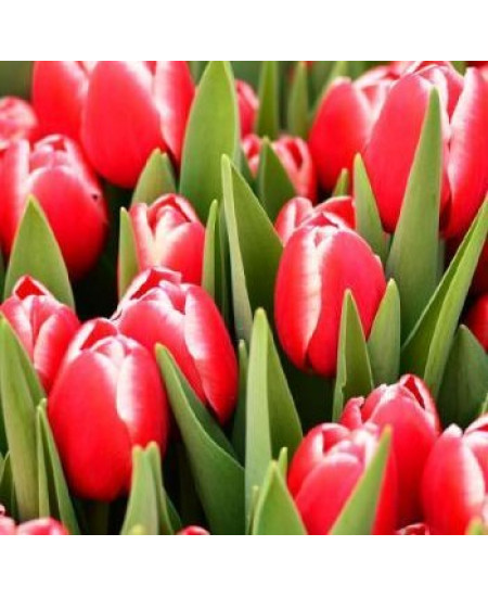 Тюльпан "Kung-Fu" 3шт в упаковке (размер 11\12) Тюльпан "Kung-Fu" 3шт в упаковке (размер 11\12)