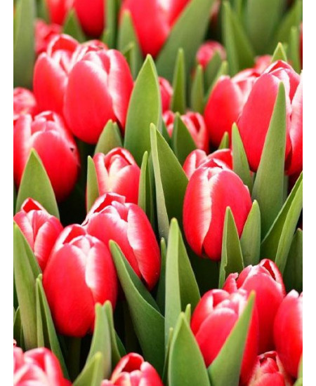 Тюльпан "Kung-Fu" 3шт в упаковке (размер 11\12) Тюльпан "Kung-Fu" 3шт в упаковке (размер 11\12)