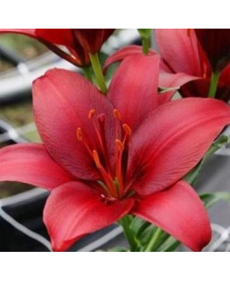 Лилия "Nerone" 3шт в упаковке Лилия "Nerone" 3шт в упаковке