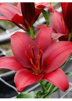 Лилия "Nerone" 3шт в упаковке