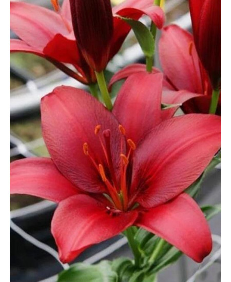 Лилия "Nerone" 3шт в упаковке Лилия "Nerone" 3шт в упаковке