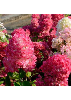 ГОРТЕНЗИЯ МЕТЕЛЬЧАТАЯ САМАРСКАЯ ЛИДИЯ