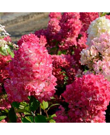 ГОРТЕНЗИЯ МЕТЕЛЬЧАТАЯ САМАРСКАЯ ЛИДИЯ ГОРТЕНЗИЯ МЕТЕЛЬЧАТАЯ САМАРСКАЯ ЛИДИЯ