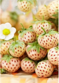 Клубника Пайнберри (Упаковка 5шт)