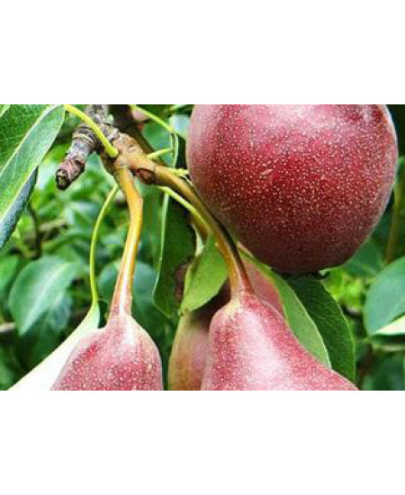 Груша Брянская красавица Груша Брянская красавица