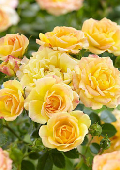 Роза спрей Сан Сити