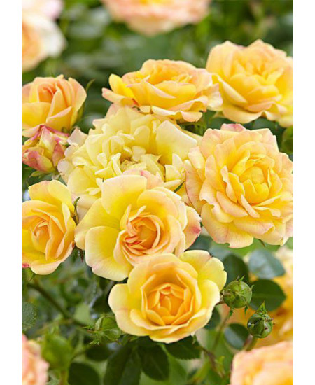 Роза спрей Сан Сити Роза спрей Сан Сити