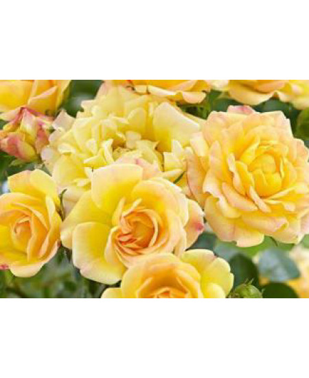 Роза спрей Сан Сити Роза спрей Сан Сити