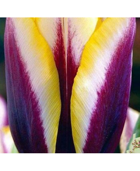 Тюльпан триумф "Гавота" (Gavota) 3шт в упаковке (размер 11/12) Тюльпан триумф "Гавота" (Gavota) 3шт в упаковке (размер 11/12)