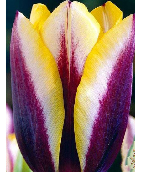 Тюльпан триумф "Гавота" (Gavota) 3шт в упаковке (размер 11/12) Тюльпан триумф "Гавота" (Gavota) 3шт в упаковке (размер 11/12)