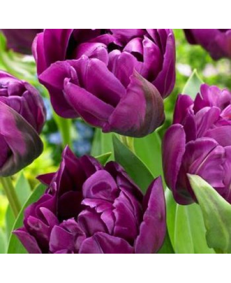 Тюльпан махровый поздний "Негрита Дабл" (Negritta Double) 3шт в упаковке (размер 10\11) Тюльпан махровый поздний "Негрита Дабл" (Negritta Double) 3шт в упаковке (размер 10\11)