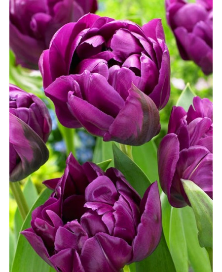 Тюльпан махровый поздний "Негрита Дабл" (Negritta Double) 3шт в упаковке (размер 10\11) Тюльпан махровый поздний "Негрита Дабл" (Negritta Double) 3шт в упаковке (размер 10\11)