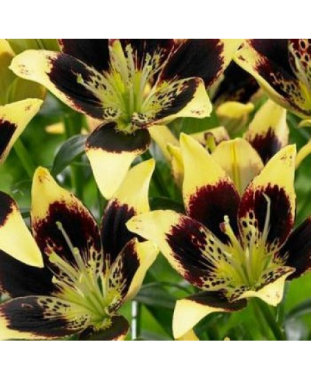 Лилия азиатская "Изи Денс" (Easy Dance) 3шт в упаковке (размер 12\14) Лилия азиатская "Изи Денс" (Easy Dance) 3шт в упаковке (размер 12\14)