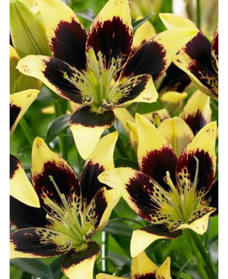 Лилия азиатская "Изи Денс" (Easy Dance) 3шт в упаковке (размер 12\14) Лилия азиатская "Изи Денс" (Easy Dance) 3шт в упаковке (размер 12\14)