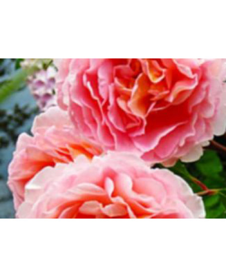 Роза английская Ариана Роза английская Ариана