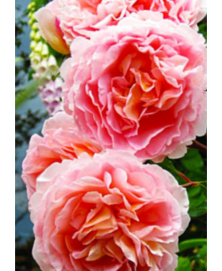 Роза английская Ариана Роза английская Ариана