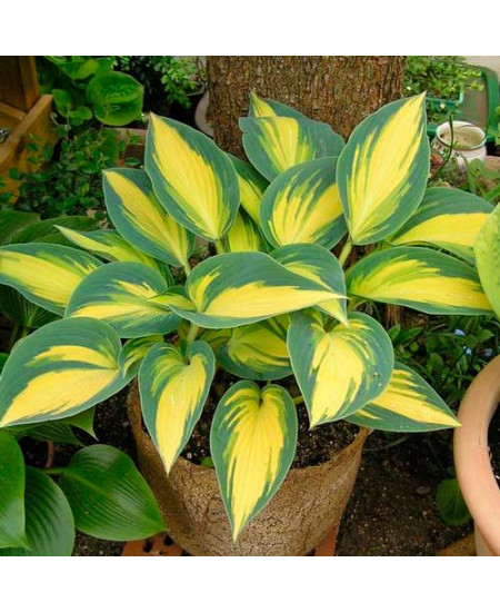 Хоста Ремембер Ми Хоста Ремембер Ми