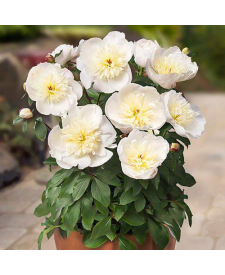 Пион Патио Мадрид Пион Патио Мадрид