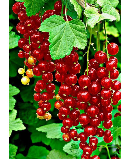 Смородина Голландская красная Смородина Голландская красная