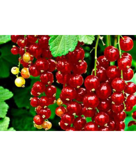 Смородина Голландская красная Смородина Голландская красная