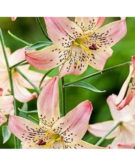 Лилия азиатская "Корсаж" (Corsage) 3шт в упаковке (размер 12\14) Лилия азиатская "Корсаж" (Corsage) 3шт в упаковке (размер 12\14)