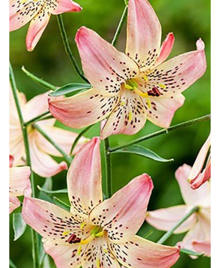 Лилия азиатская "Корсаж" (Corsage) 3шт в упаковке (размер 12\14) Лилия азиатская "Корсаж" (Corsage) 3шт в упаковке (размер 12\14)