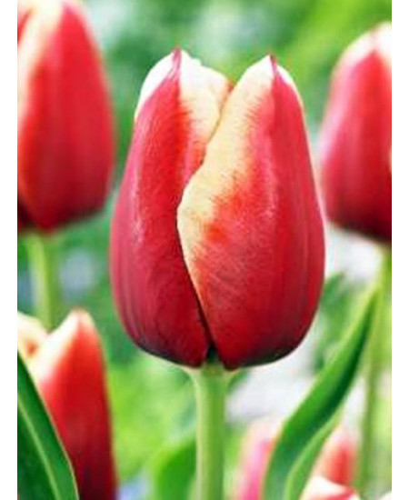 Тюльпан триумф "Колорадо Стар" (Colorado Star) 3шт в упаковке (размер 12\+) Тюльпан триумф "Колорадо Стар" (Colorado Star) 3шт в упаковке (размер 12\+)